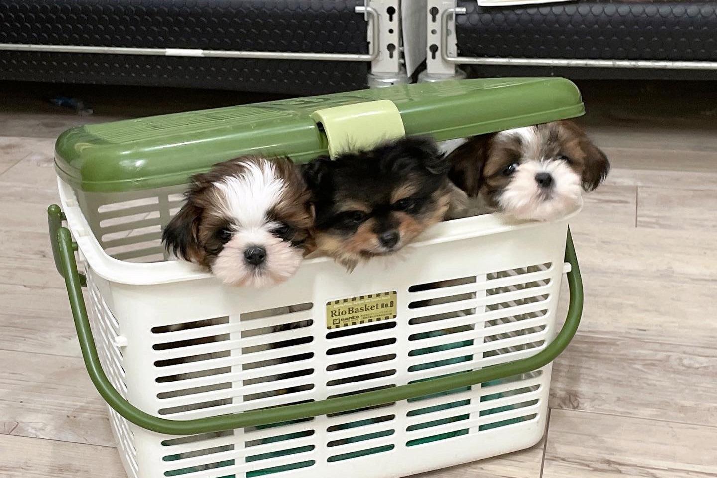 正面を見ている犬